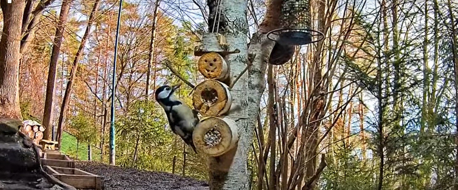 livebirdspoland_e6c61018fc42c26cd37e0ec413f396a7.jpg