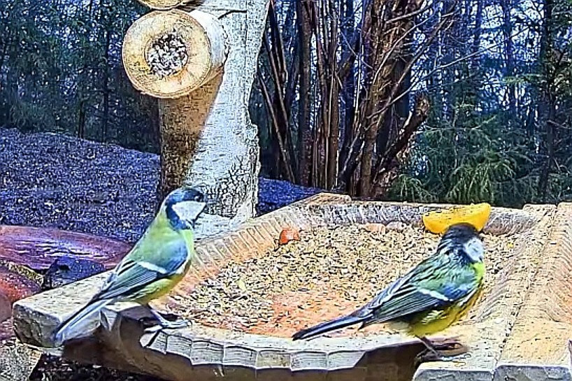 livebirdspoland_f93234677160381fd793f2cee1758b7f.jpg