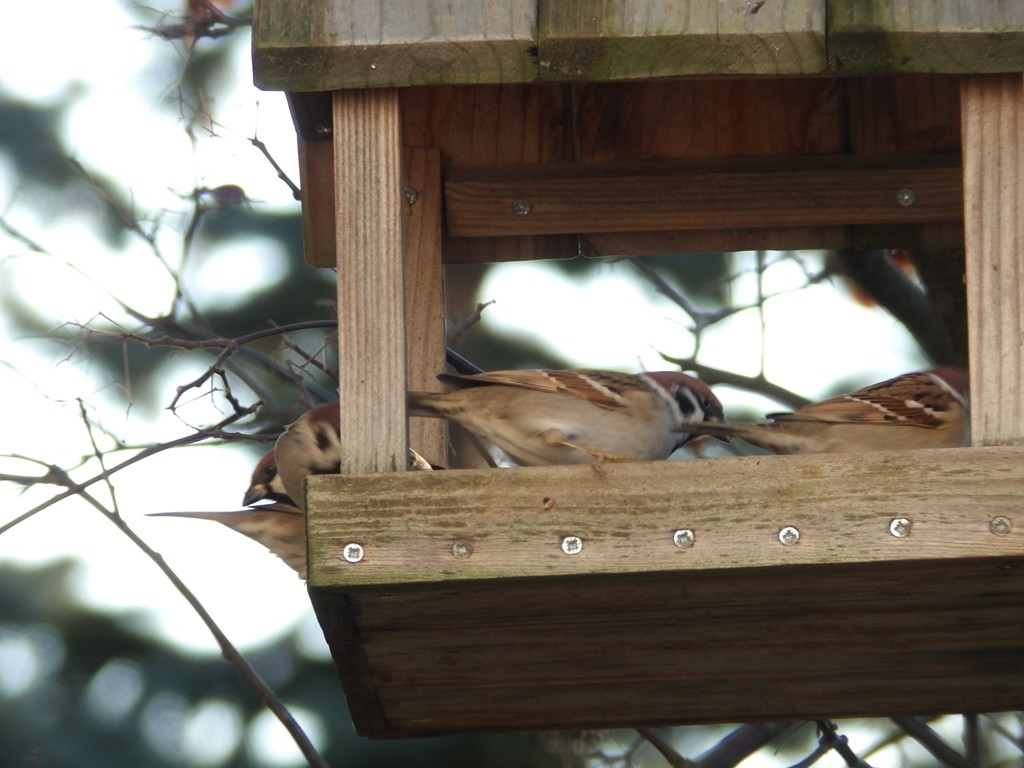 livebirdspoland_63539431367c094b44d7d4ead475fc77.jpg