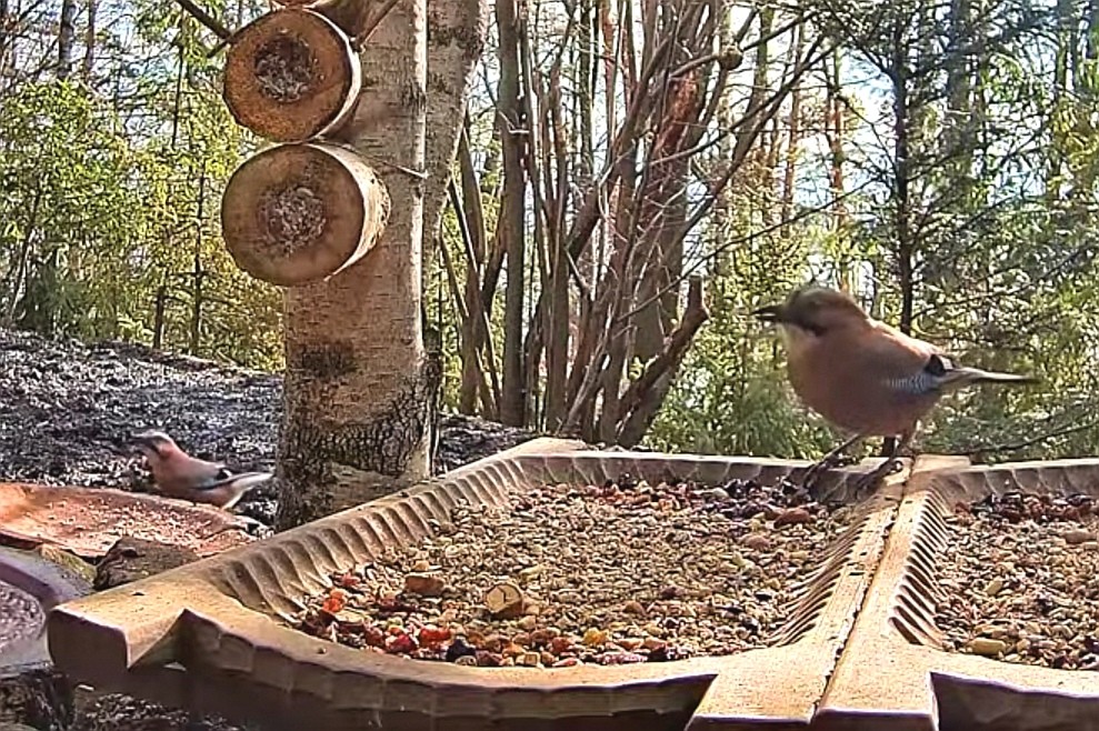livebirdspoland_53b078cfd492a9b29de842b777c1cf7d.jpg