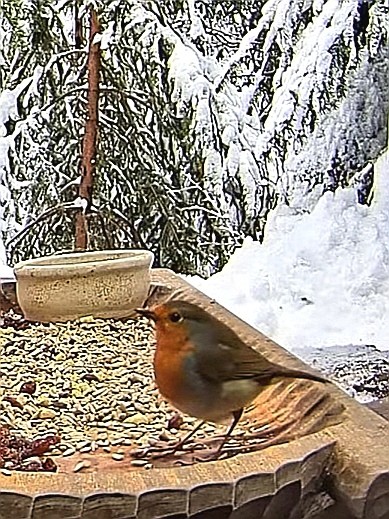 livebirdspoland_c877a100d0d76bb33b70aa7f27b47659.jpg