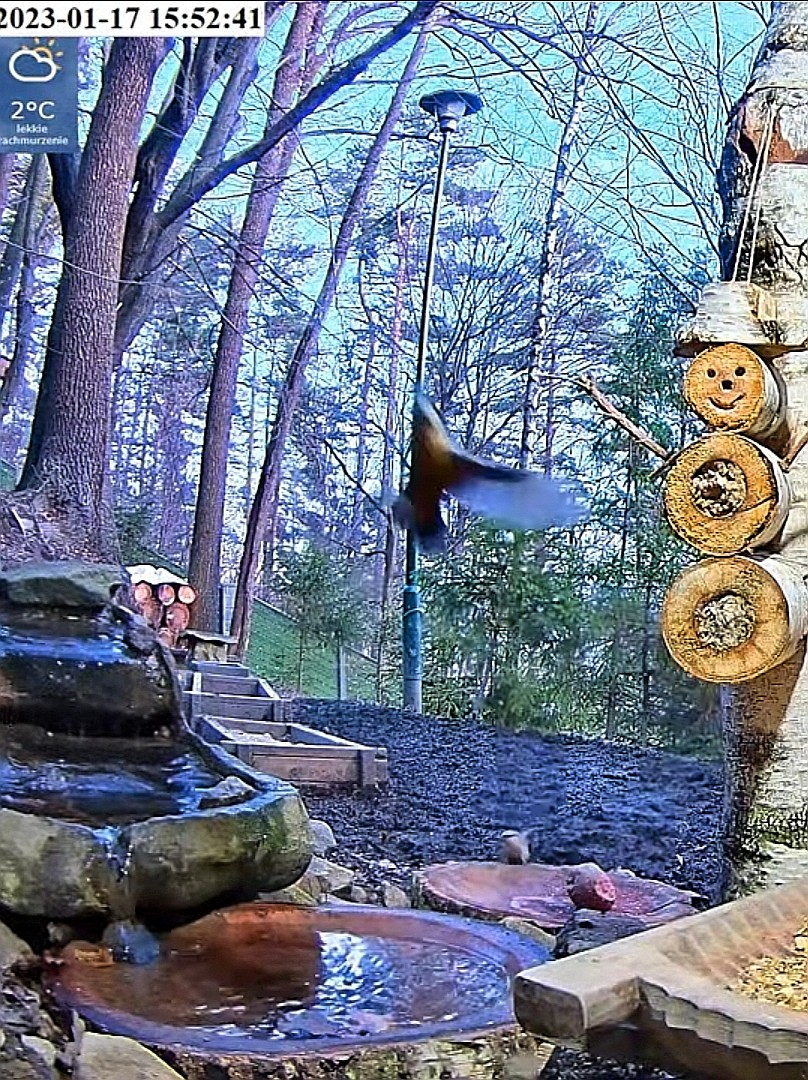 livebirdspoland_c6facfd9b934b64d42d1510c4f0db291.jpg