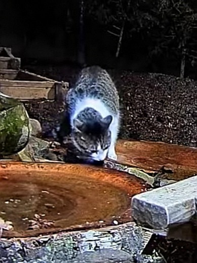 livebirdspoland_77a093095823c248e043133c4ca9dc63.jpg
