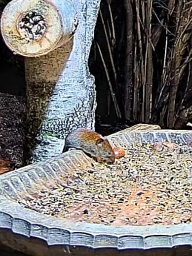 livebirdspoland_daa007b12f9bcee5c65293c323c74d81.jpg