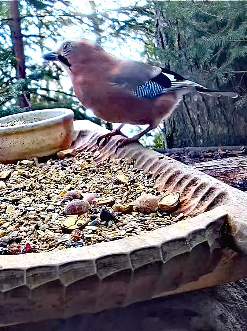 livebirdspoland_a3096897da2b5b5266c852e1169af358.jpg