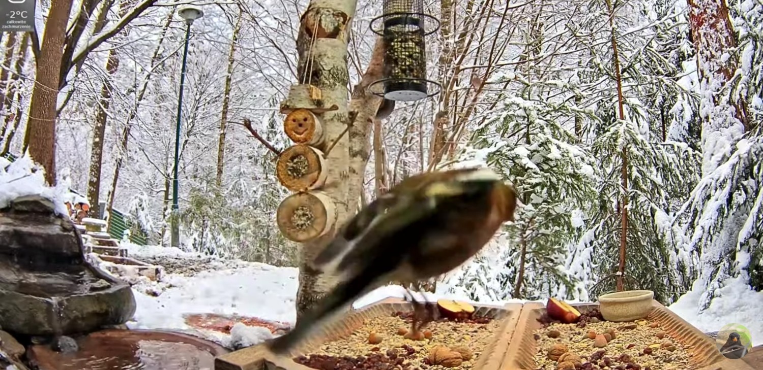 livebirdspoland_464246e422b77d9c0909be160b3057ab.jpg