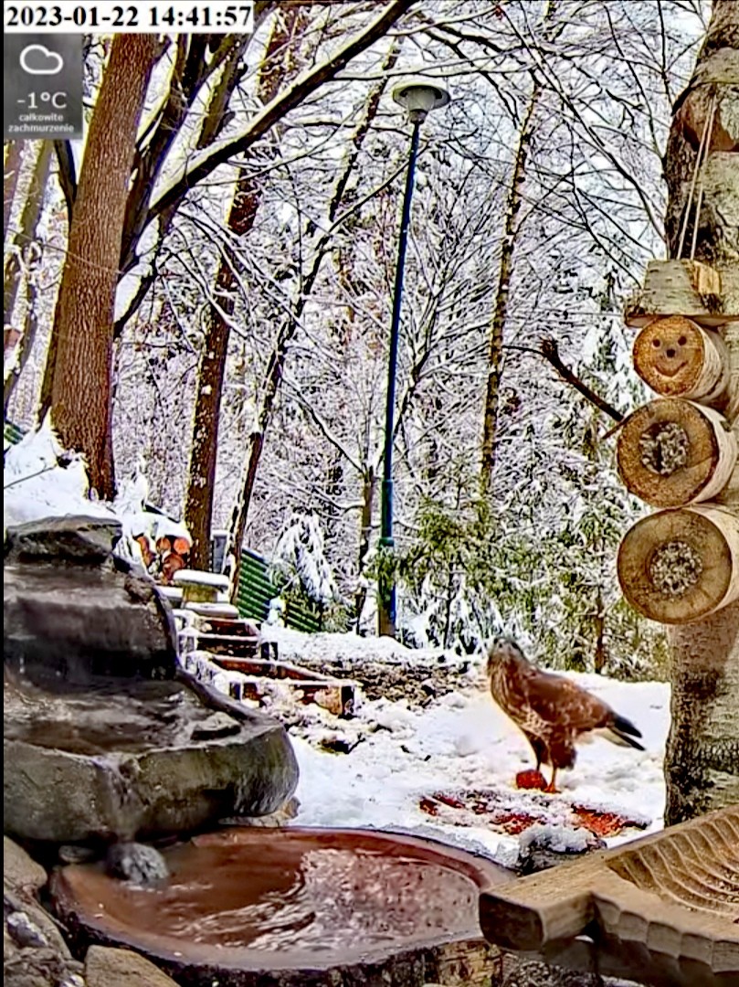 livebirdspoland_3b2796fcda67fc0ef271315a9f04a563.jpg