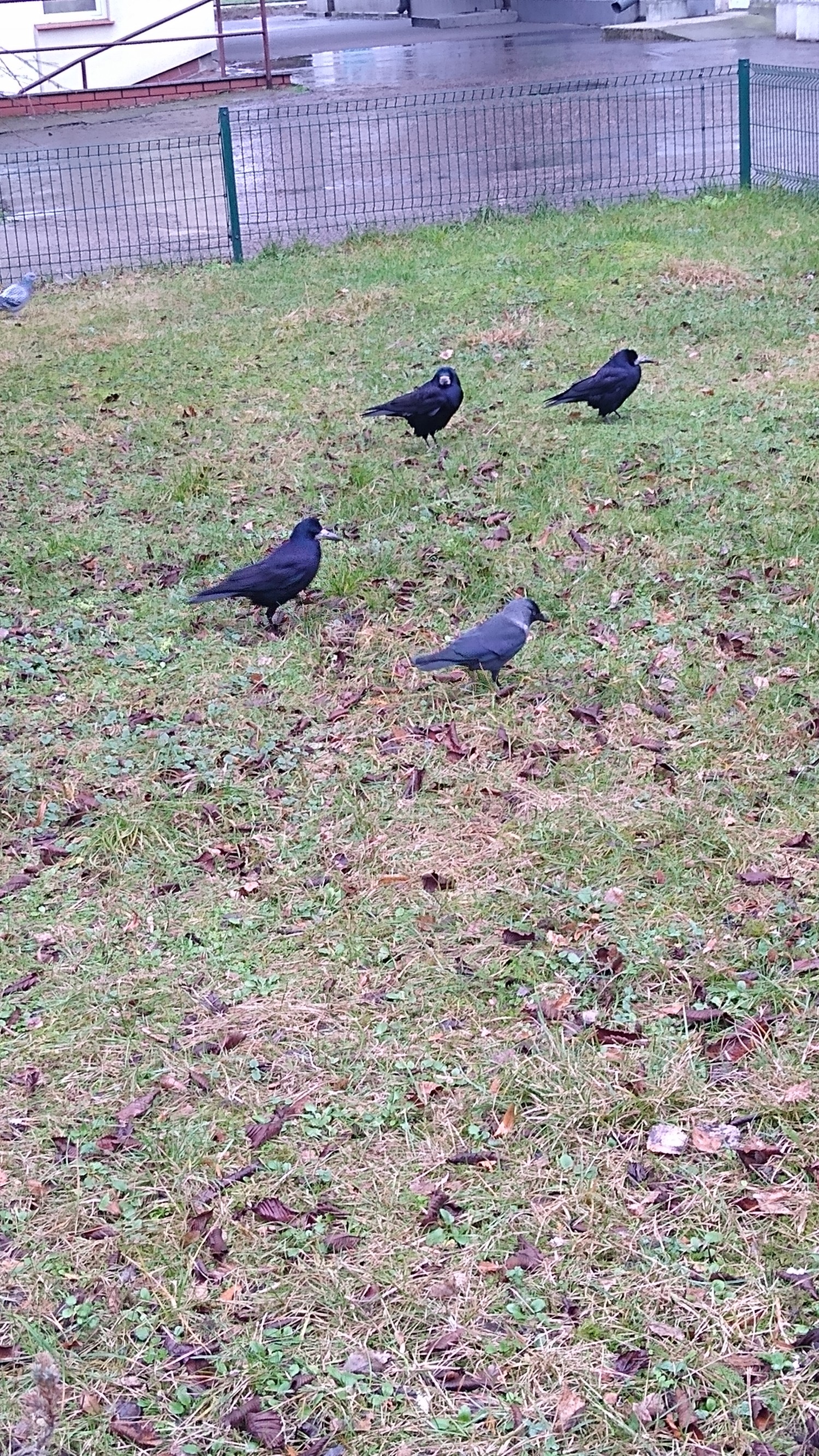 livebirdspoland_d68de09793c60c1b53a84afbbfc1c01d.jpg