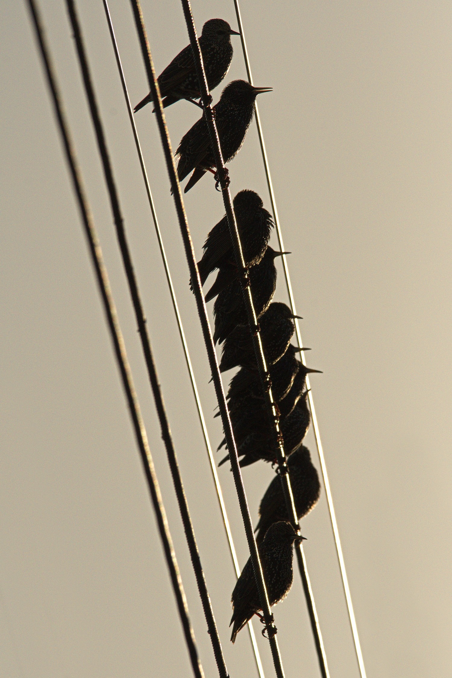 livebirdspoland_1cec97655473d8f74097762d2e371545.jpg