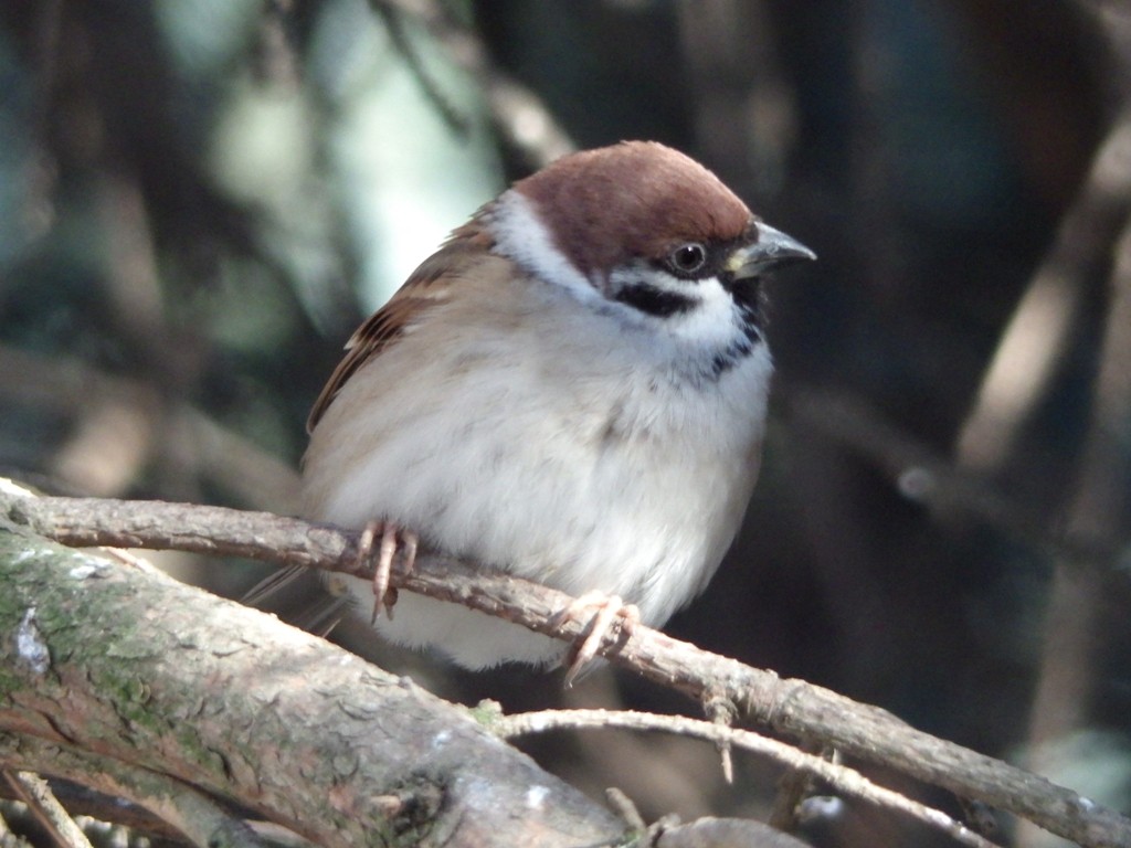livebirdspoland_517fb46730a324139440ab84fe451133.jpg
