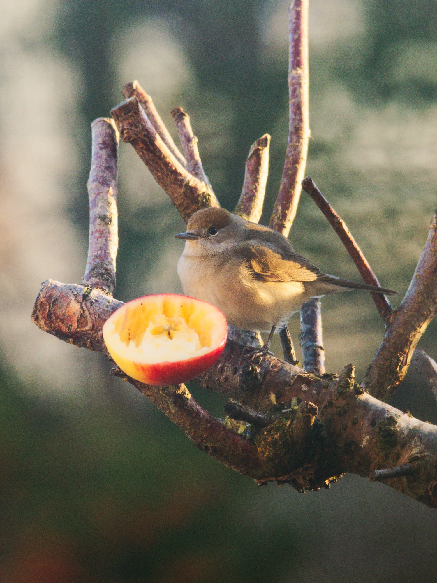 livebirdspoland_860b411690e5ef504ec57d860f8eb487.jpg