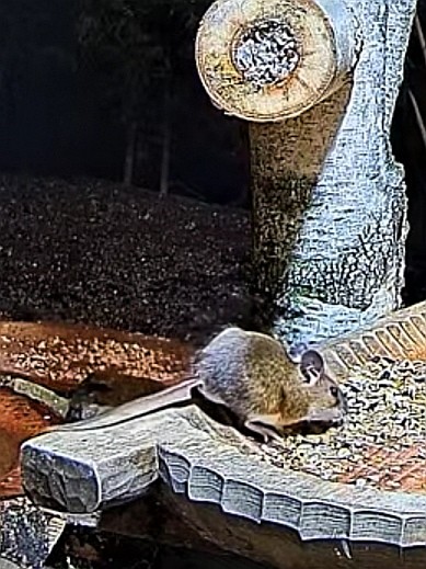 livebirdspoland_103440d6bae331fb1b26a648ae0f6f28.jpg