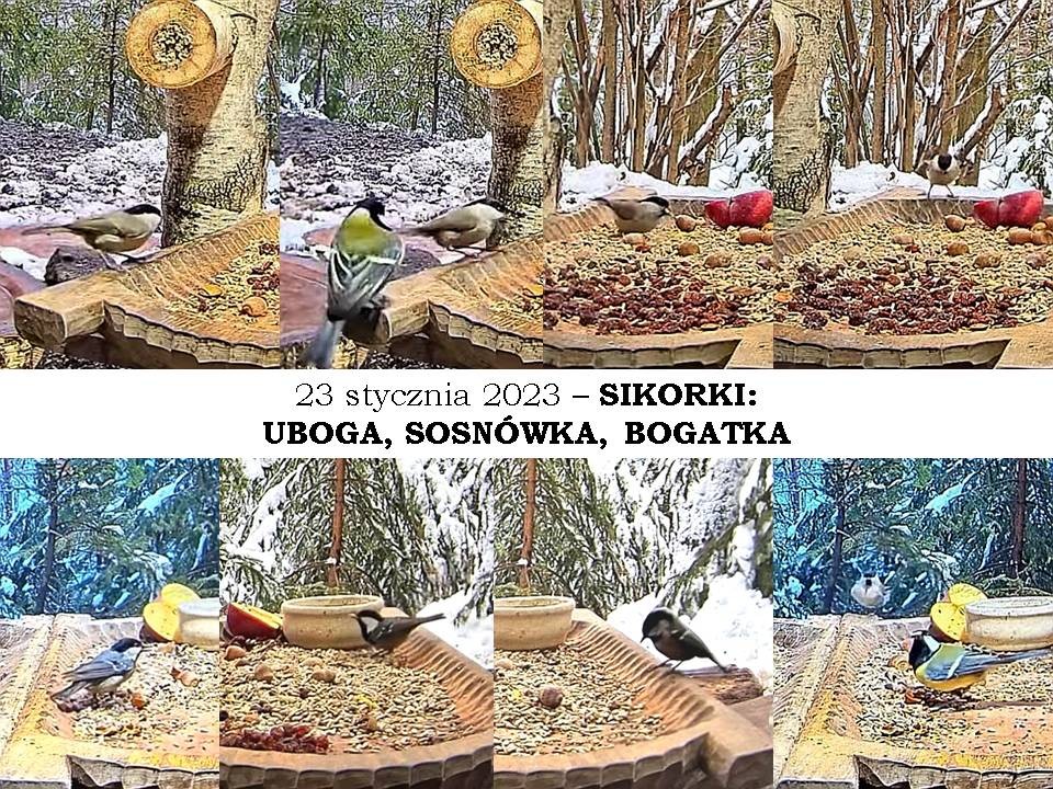 livebirdspoland_73aaac4d9eeb4d46ac18d47d7048edb2.jpg