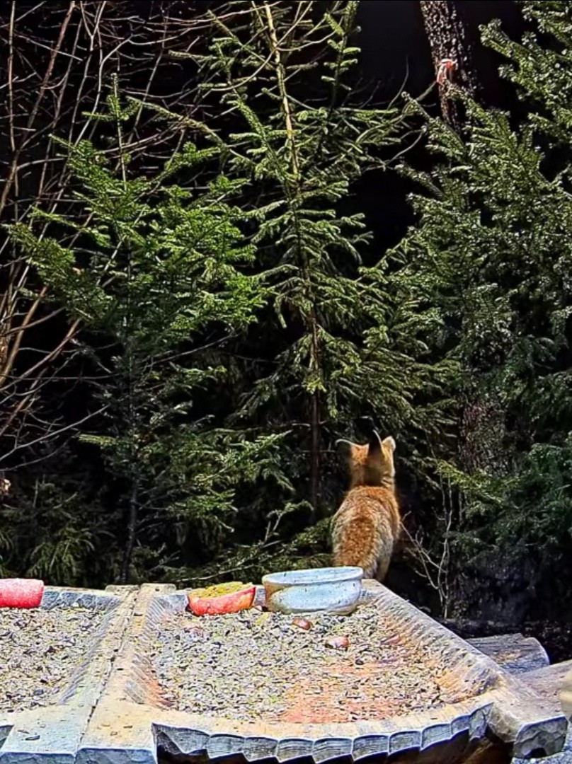 livebirdspoland_2634b1e062ff922c0be0bc3f98bd6eb8.jpg