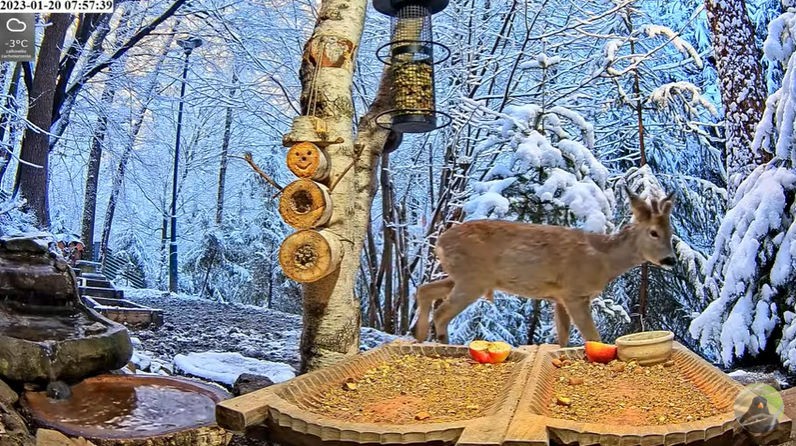 livebirdspoland_e8e80a52da838f6518ef5e5cd7817c8d.jpg