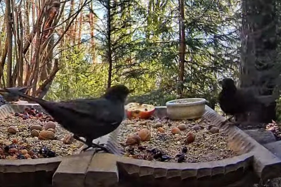 livebirdspoland_fbeb30b6fb83ac53a624ca23f25fdc7f.jpg
