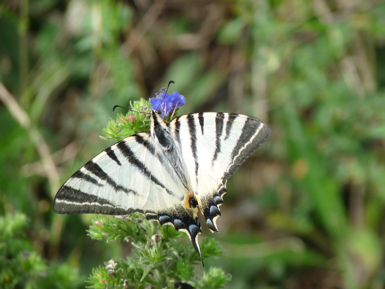 livebirdspoland_3536d65c5ea000e3f781c6b266d27395.jpg