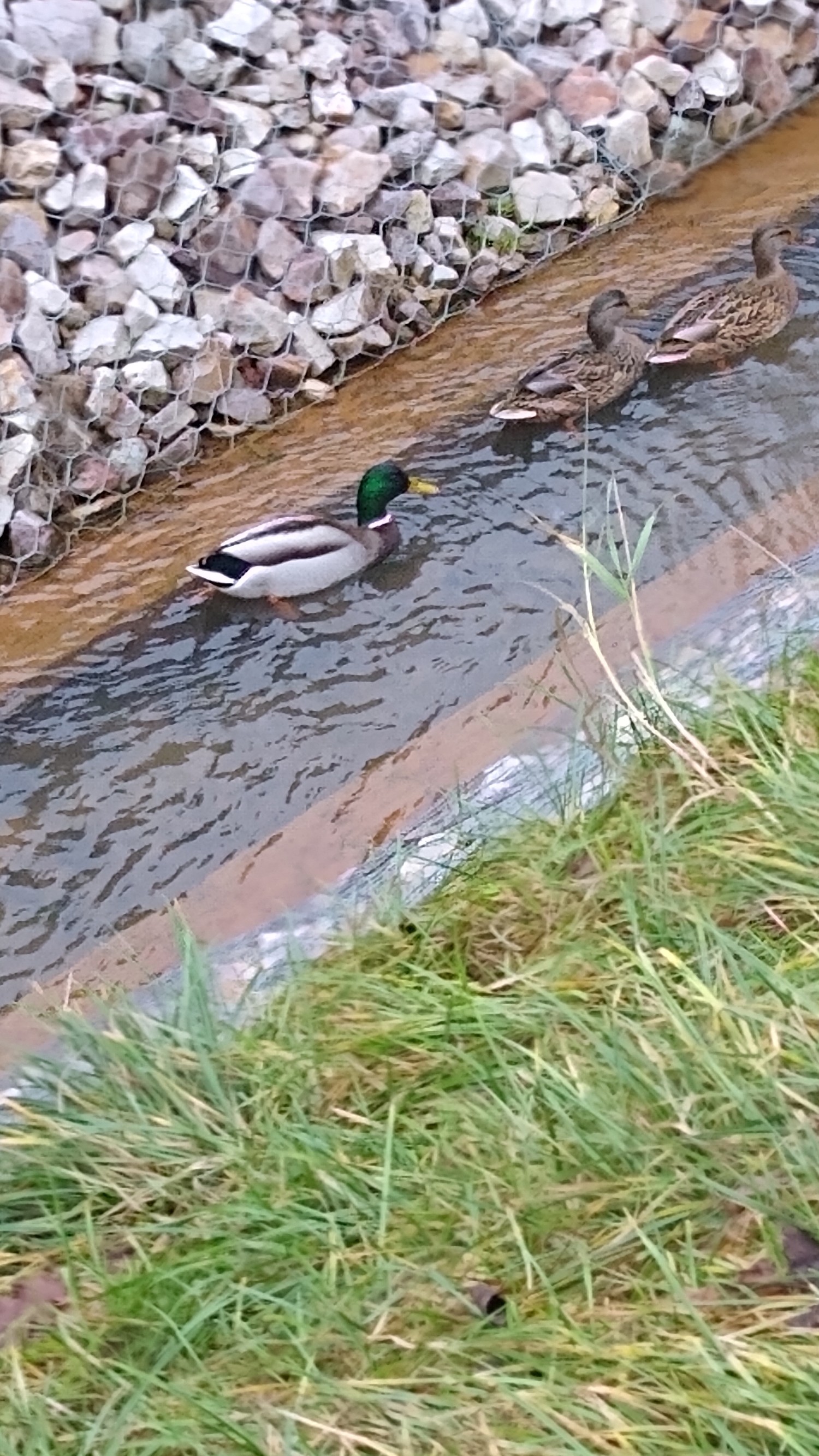 livebirdspoland_4fd0a01db5a0dcc876709557af76f9bf.jpg