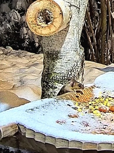 livebirdspoland_e98734180fa0a8deb01a5749ad56e8f6.jpg