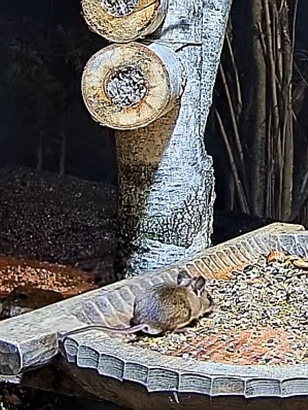 livebirdspoland_7eb789144a8e6ac27b4b264280424840.jpg