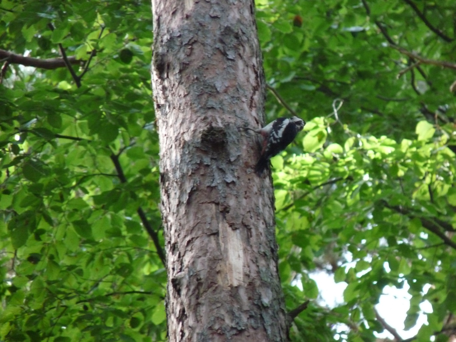 livebirdspoland_43c96049c11fc30191c8713002f56f6f.jpg