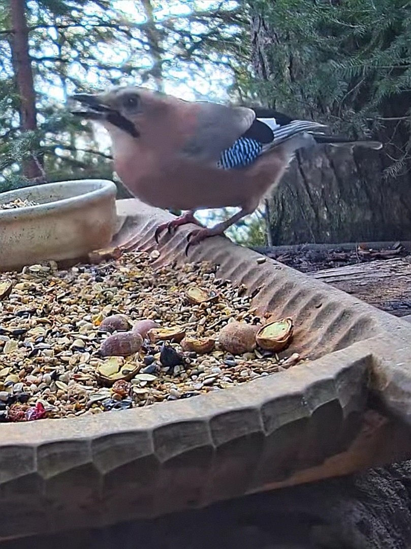 livebirdspoland_62fe4141c1a9b9b0b8a402f80aae445c.jpg