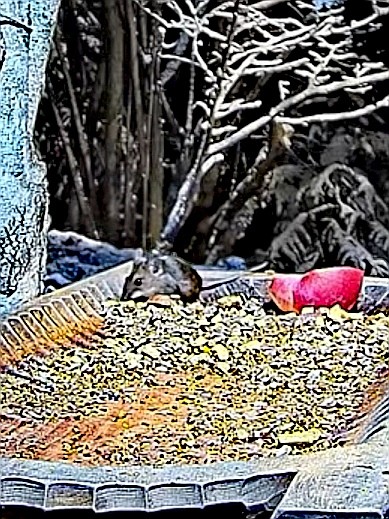 livebirdspoland_07b26045ef2d54405c172e67e9ba828d.jpg