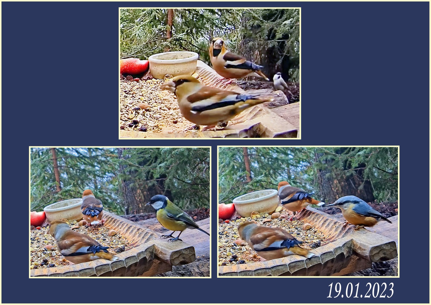 livebirdspoland_b199ab0689630dcb3a062cde209f7d5f.jpg