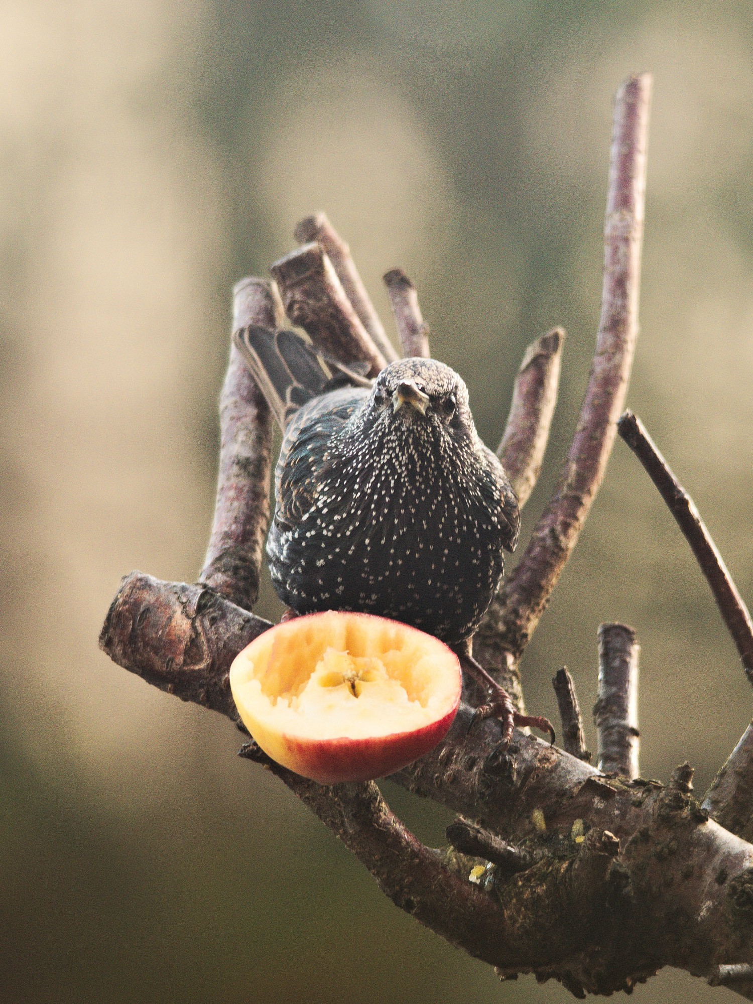 livebirdspoland_f00df1d3e62a9d8c79acec2e874f122a.jpg