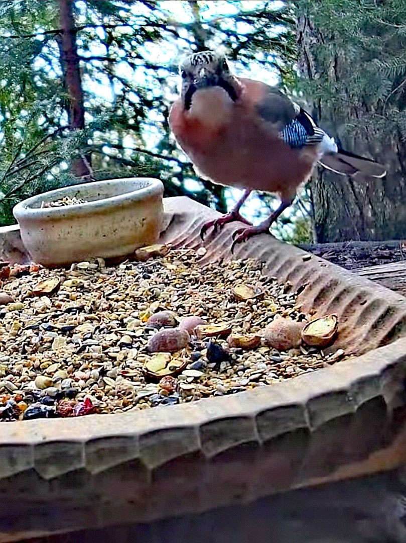 livebirdspoland_4ce28ccf422d6ff5539bdc55cb3654b2.jpg
