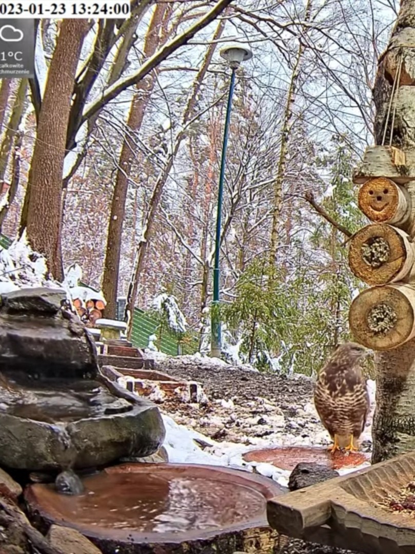 livebirdspoland_7aaf7c410fa4b485fd34d82782aabfe9.jpg