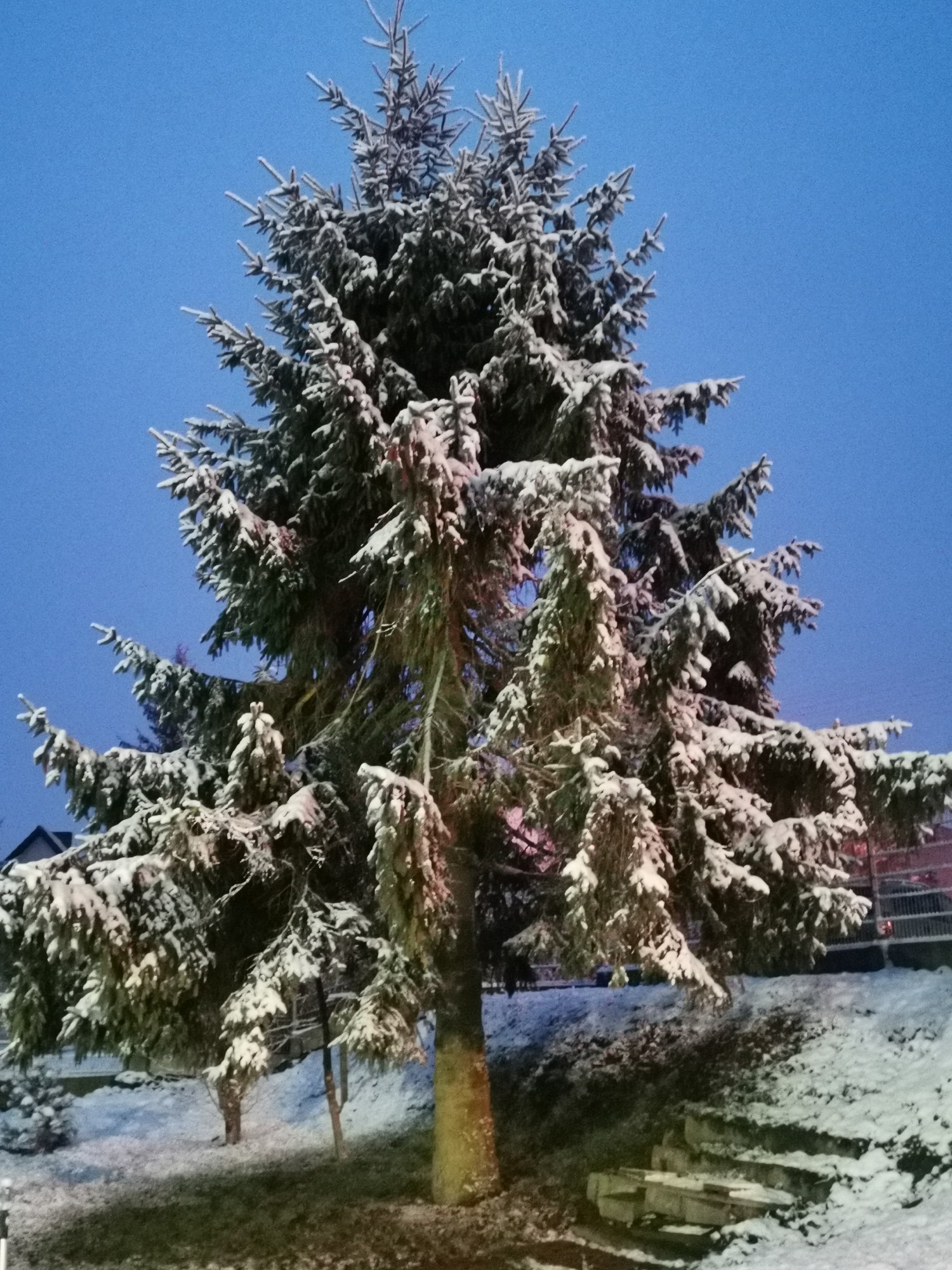 livebirdspoland_443f812d4406cd10a7dcd20f87112917.jpg