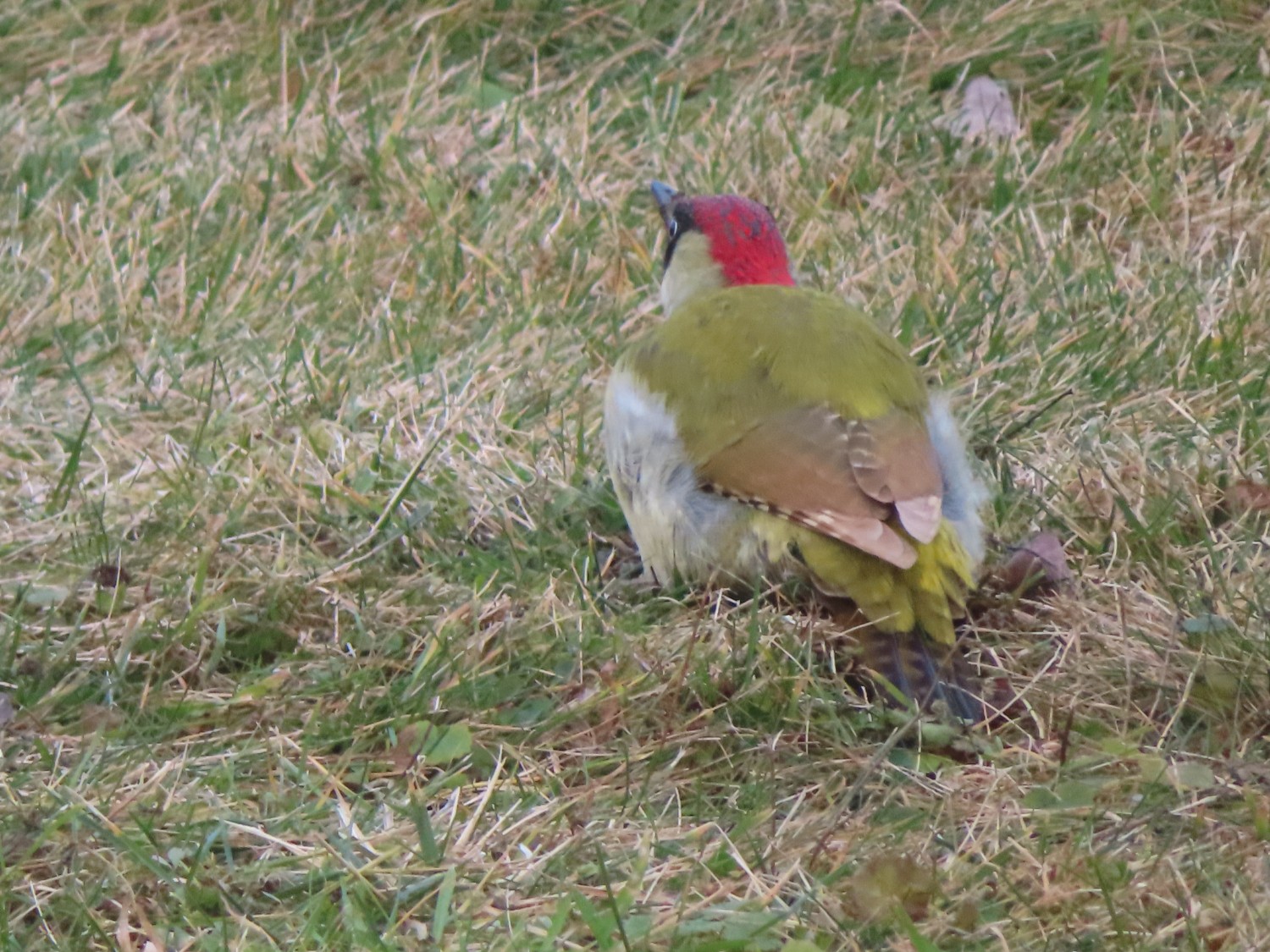 livebirdspoland_cffc3681f3d7ea2e585b9197952f05d6.jpg