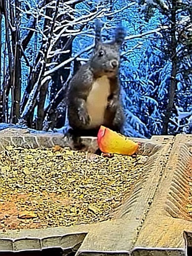 livebirdspoland_7e393774ff3a2d12a848d5a02fcb6e65.jpg