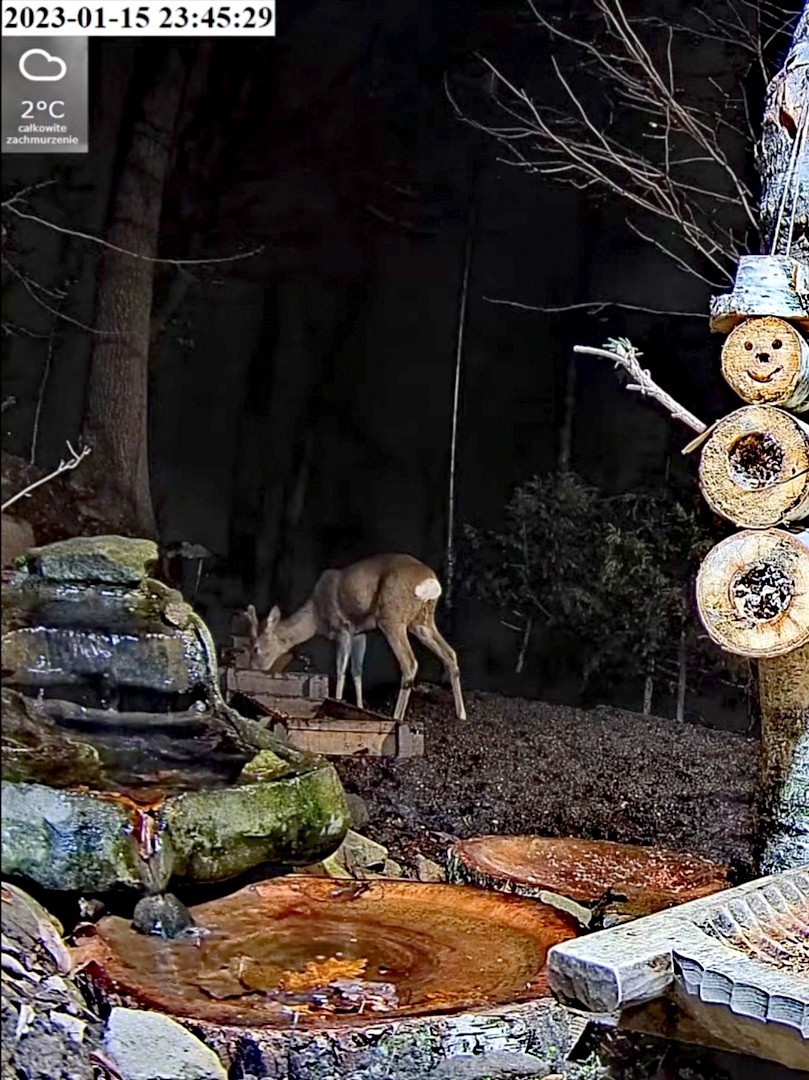 livebirdspoland_1d477c912c72031ecf50e3c10af09031.jpg