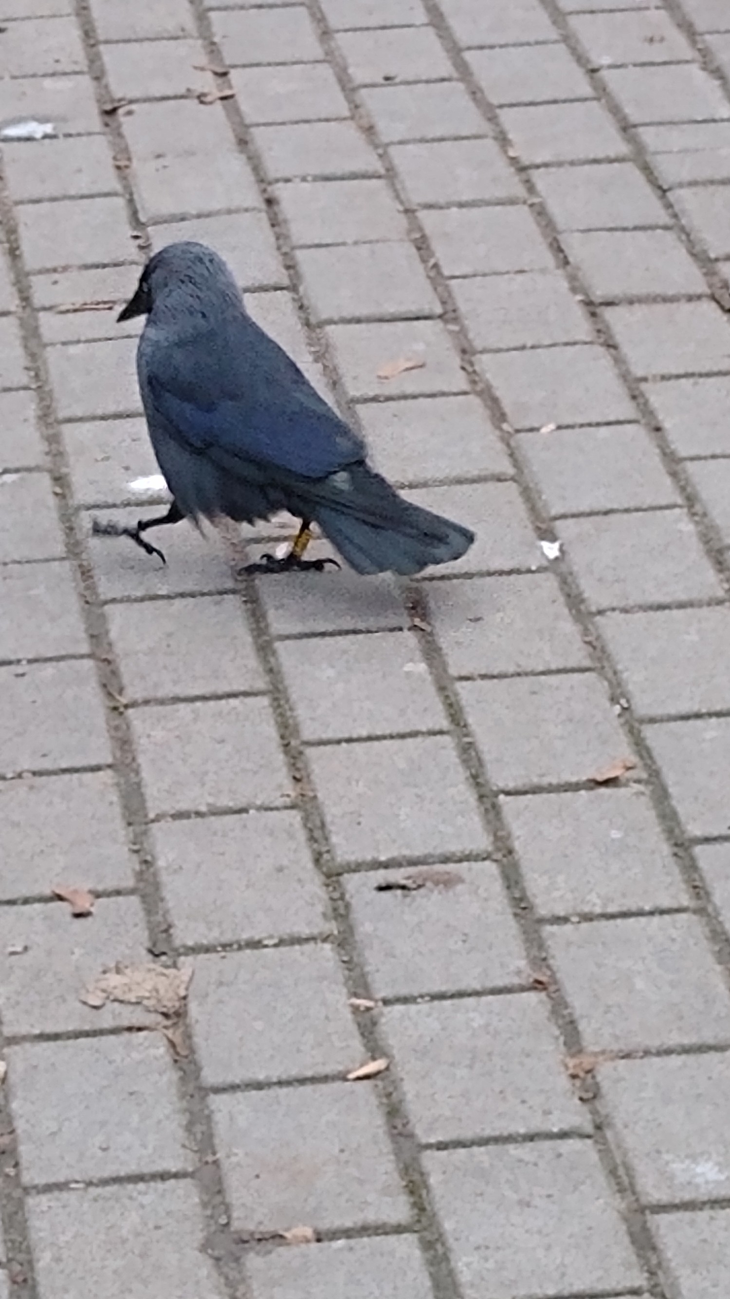 livebirdspoland_c2ed5e01cb14eade1fbfe752f060a9de.jpg