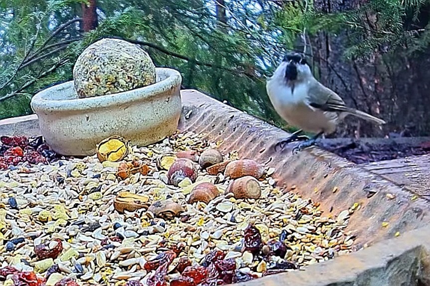 livebirdspoland_7cb53e331dbf7bdccd8701d39a600309.jpg