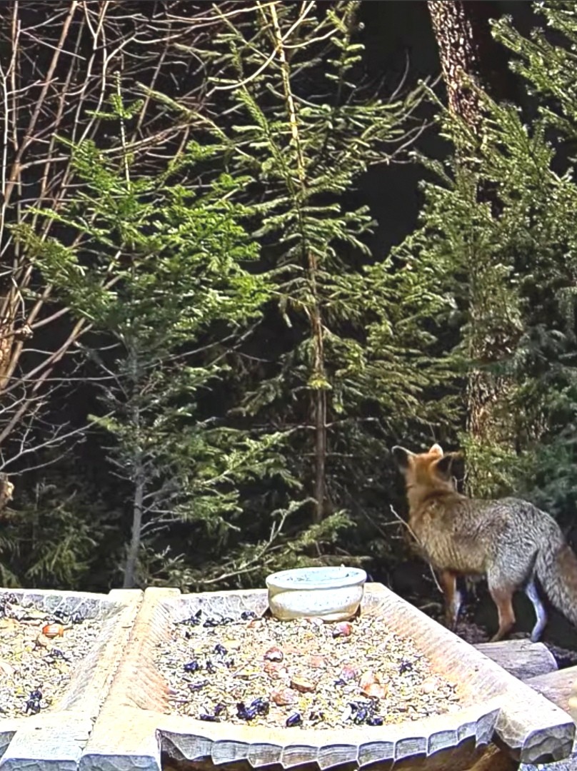 livebirdspoland_ca7567cc9af486fd4d3c0a4567814c7c.jpg