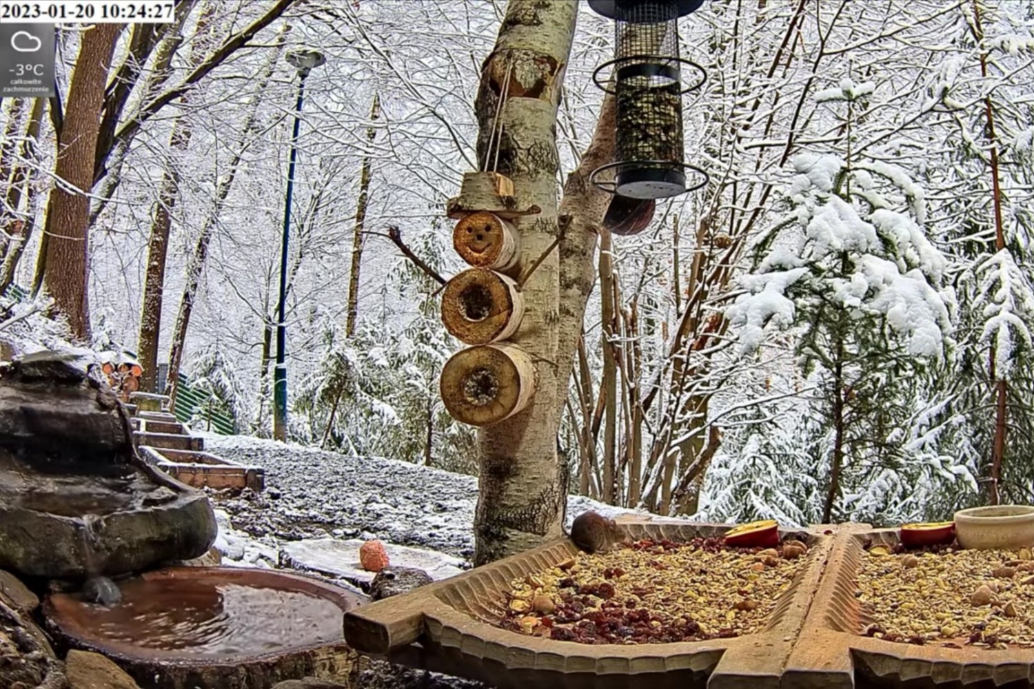 livebirdspoland_68a0f109e3a20956a4c7f55412cc8c8e.jpg