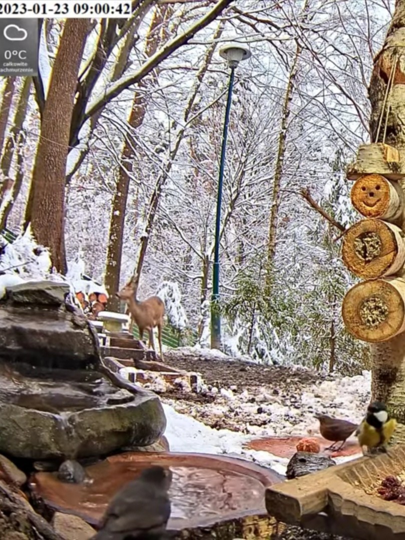 livebirdspoland_cacd9e0b25e2132aa6abd6b0fda0d748.jpg