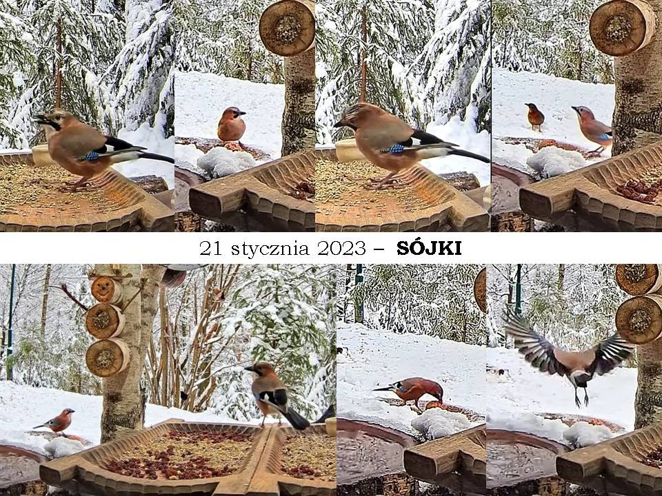 livebirdspoland_22a8407f3999c5035681b65e537cd2a2.jpg
