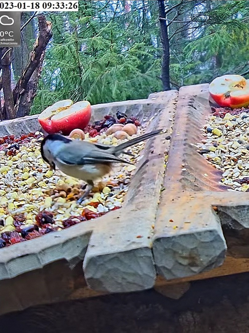 livebirdspoland_eff0d4e25ef4ee888c9e19faca68a731.jpg