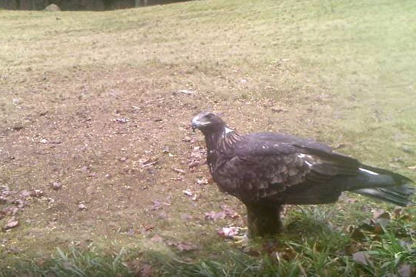 livebirdspoland_01a2dbae8a2e01a4e5ed9bdcb2b3227d.png