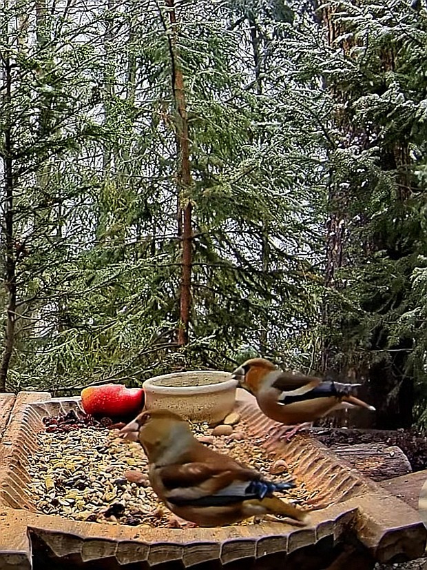 livebirdspoland_ec0414fc044d3fa50d33c7eabf1c5d86.jpg