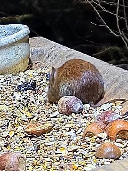 livebirdspoland_9ca52920b0e91d81b718d1616c4d26b3.jpg