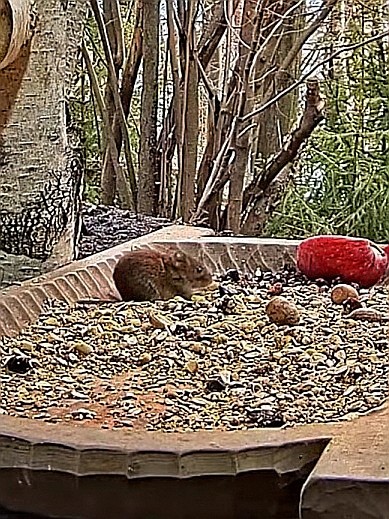 livebirdspoland_49bbe8852b8693dee72de7b4ae148590.jpg