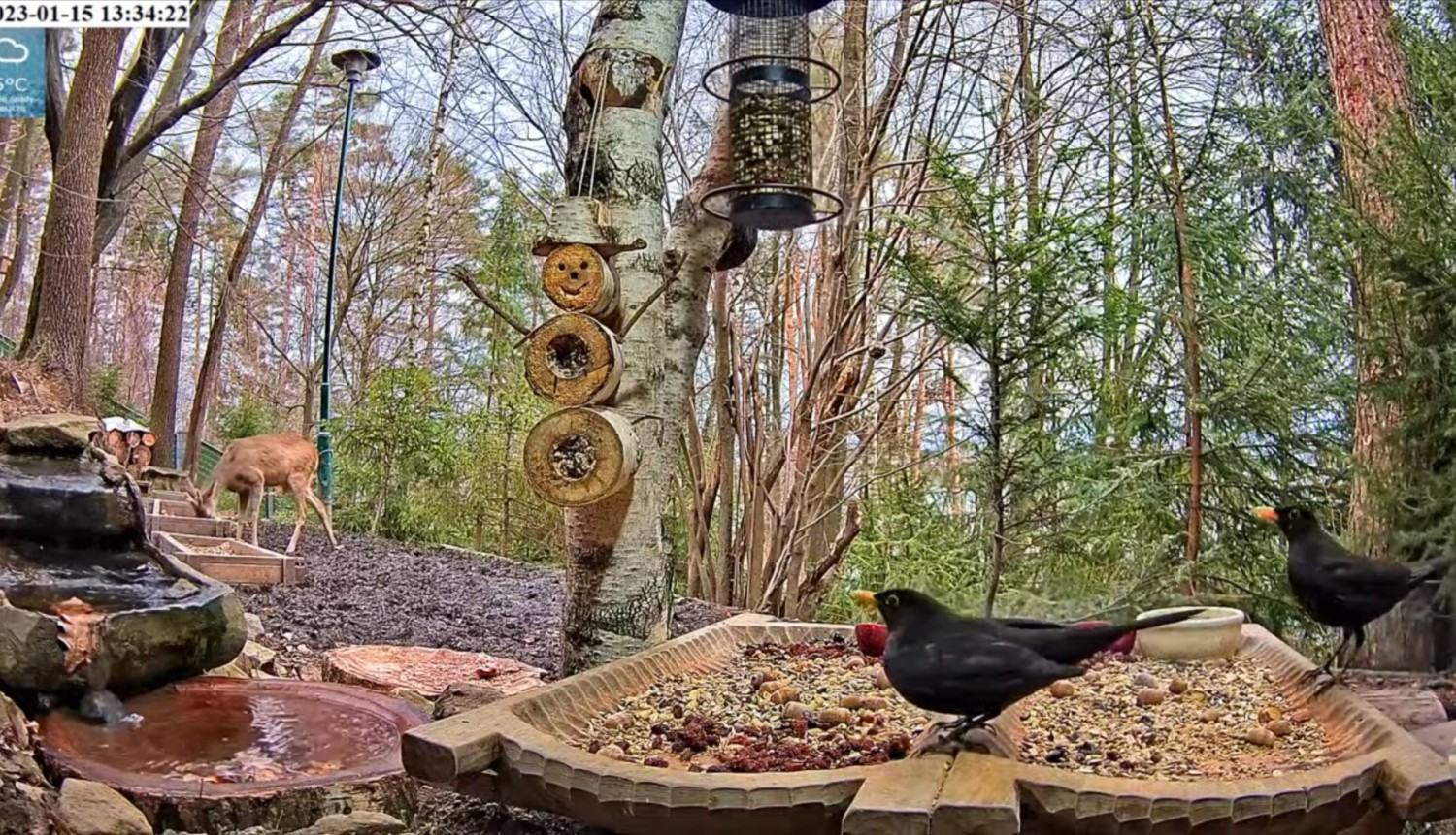 livebirdspoland_a7efd0855d6f90d1d5a1c6dd1bf54b02.jpg