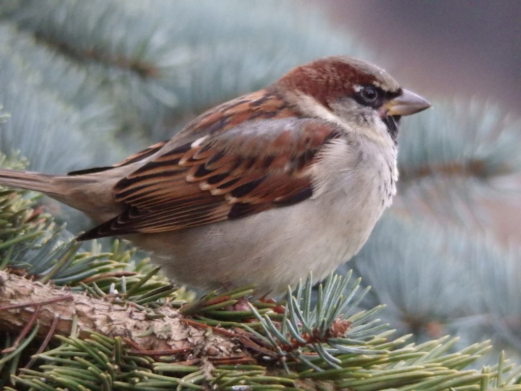 livebirdspoland_621aa7b69d217085a1f2c851b089c78e.jpg