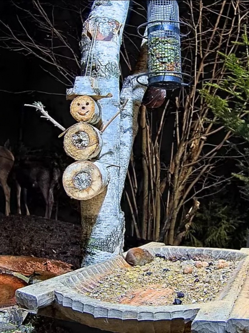 livebirdspoland_b6853dcbcaea068f788437f6522c3589.jpg