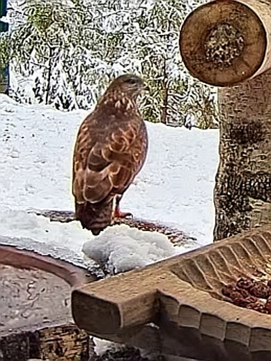 livebirdspoland_b64e29a66f11dcd702d0a7f9fed595a3.jpg